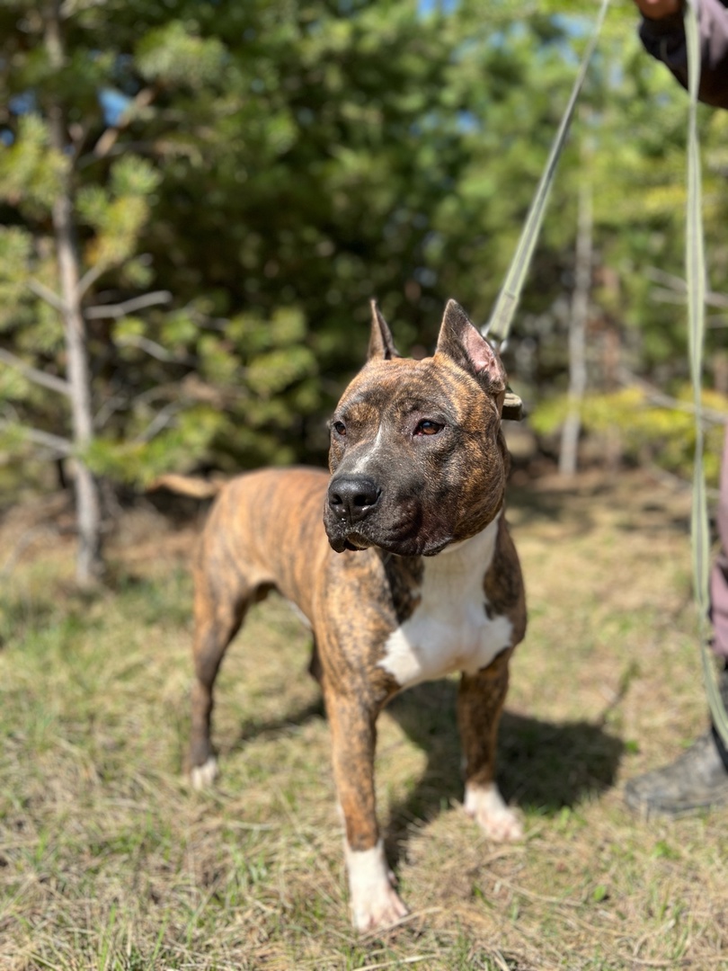 Стаффорд Арчи - 1