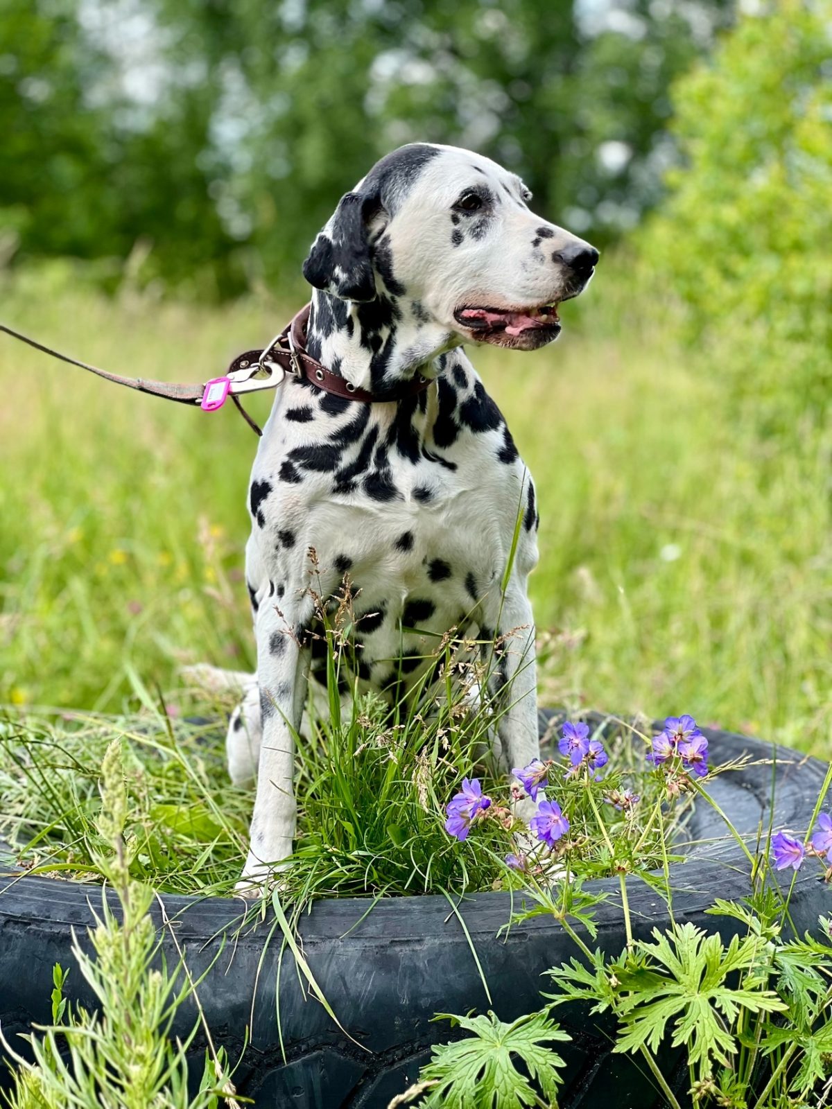 Далматин Сара - 1