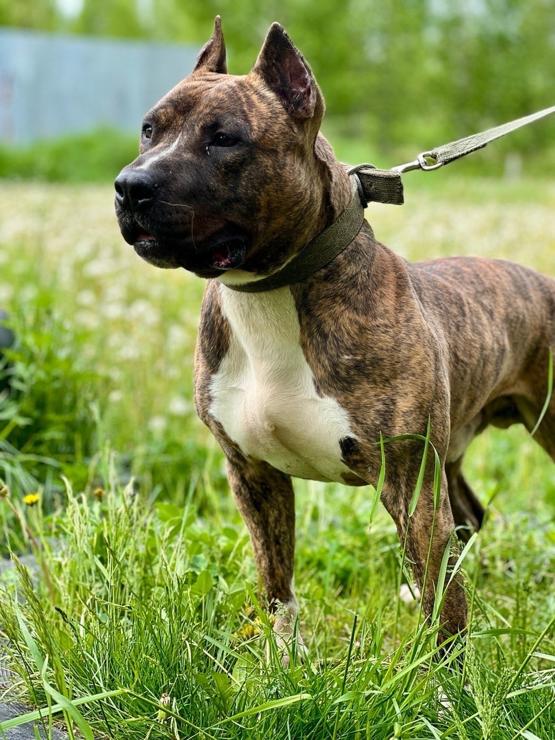 Стаффорд Арчи - 3