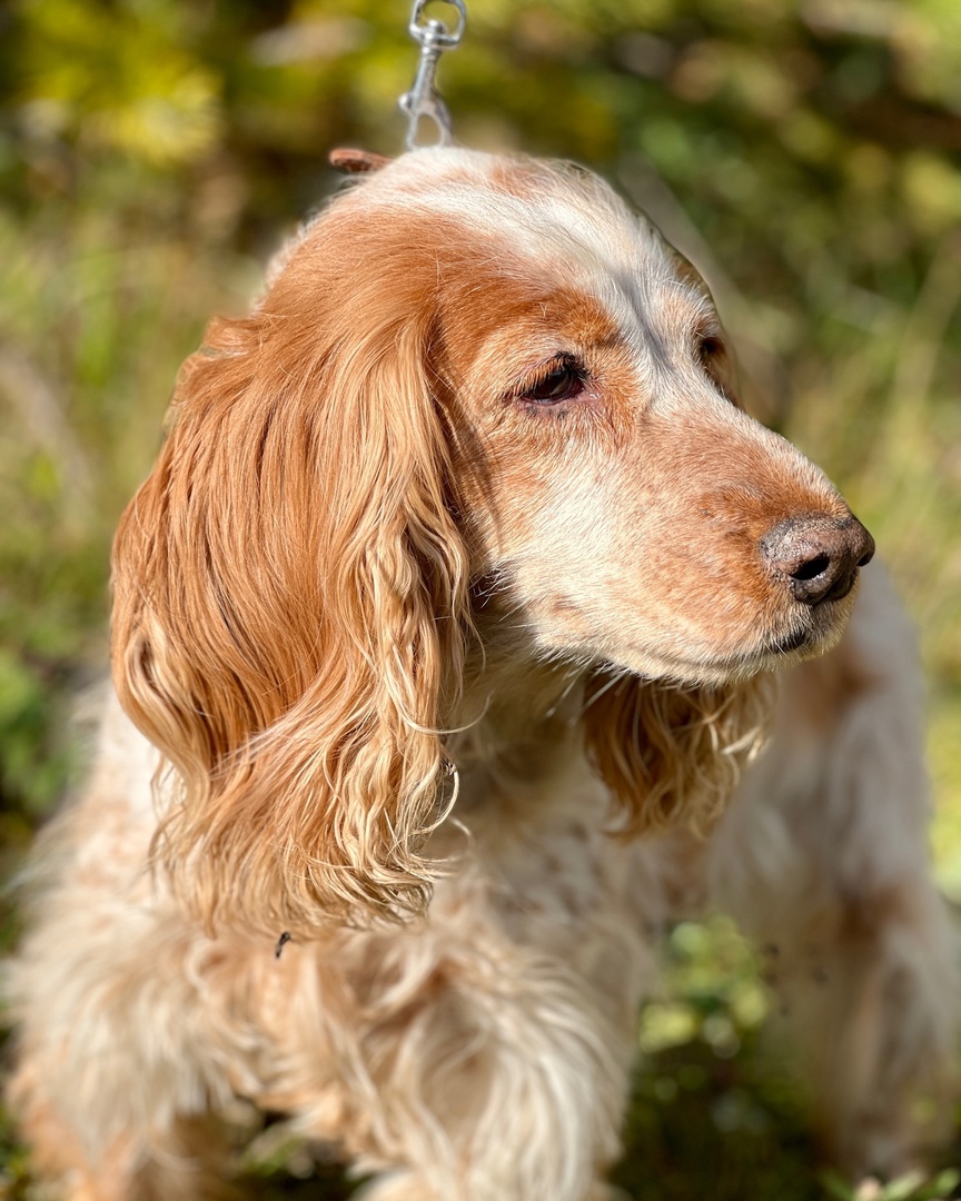 Гранда Спаниель - 2