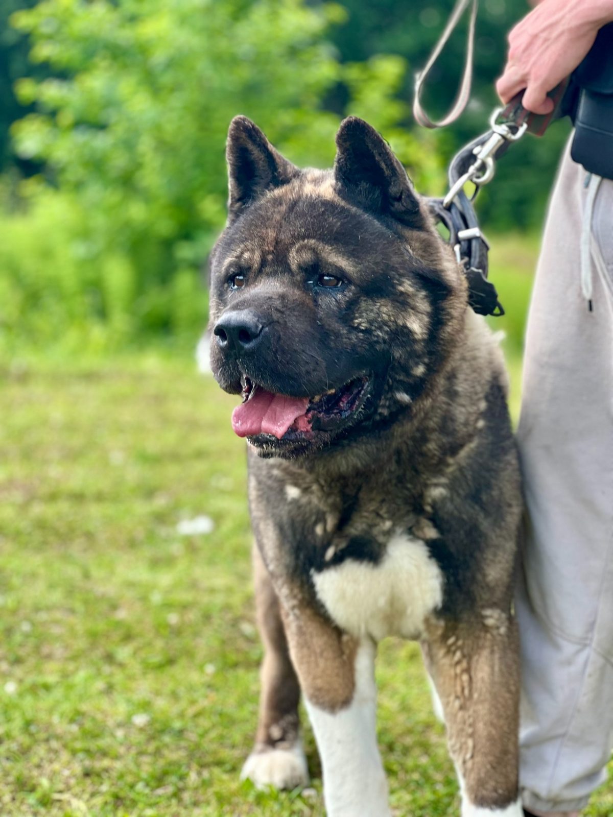 Акита Ричи - 2