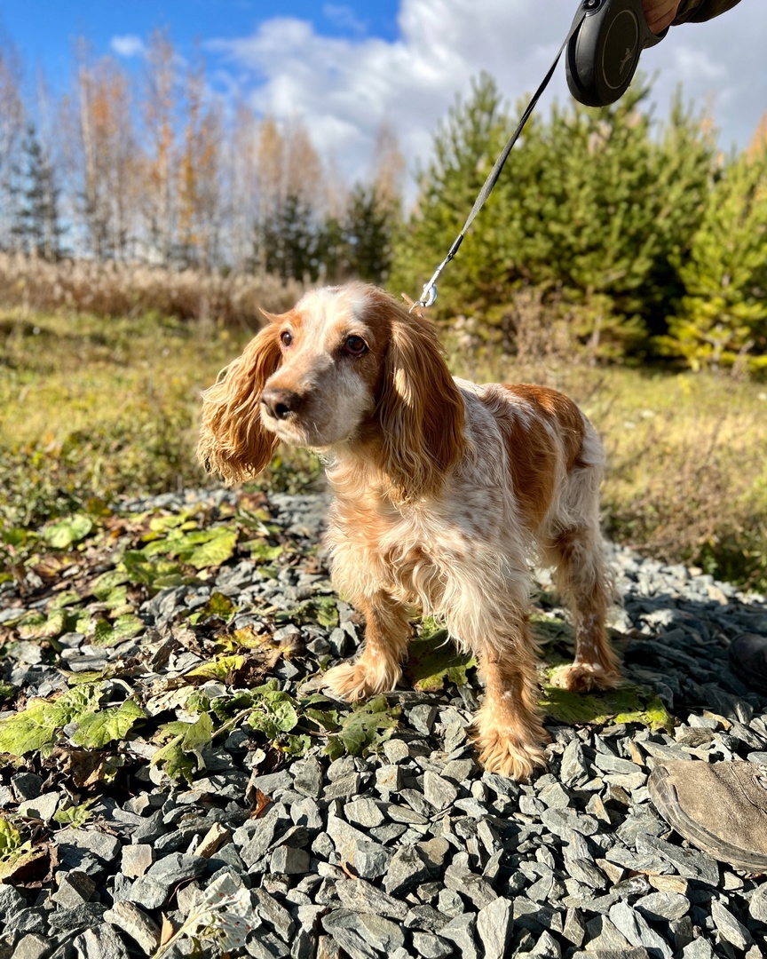 Гранда Спаниель - 1