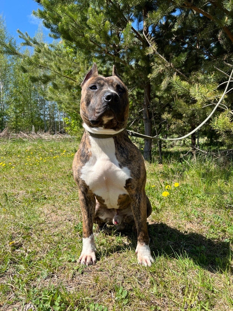 Стаффорд Арчи - 2