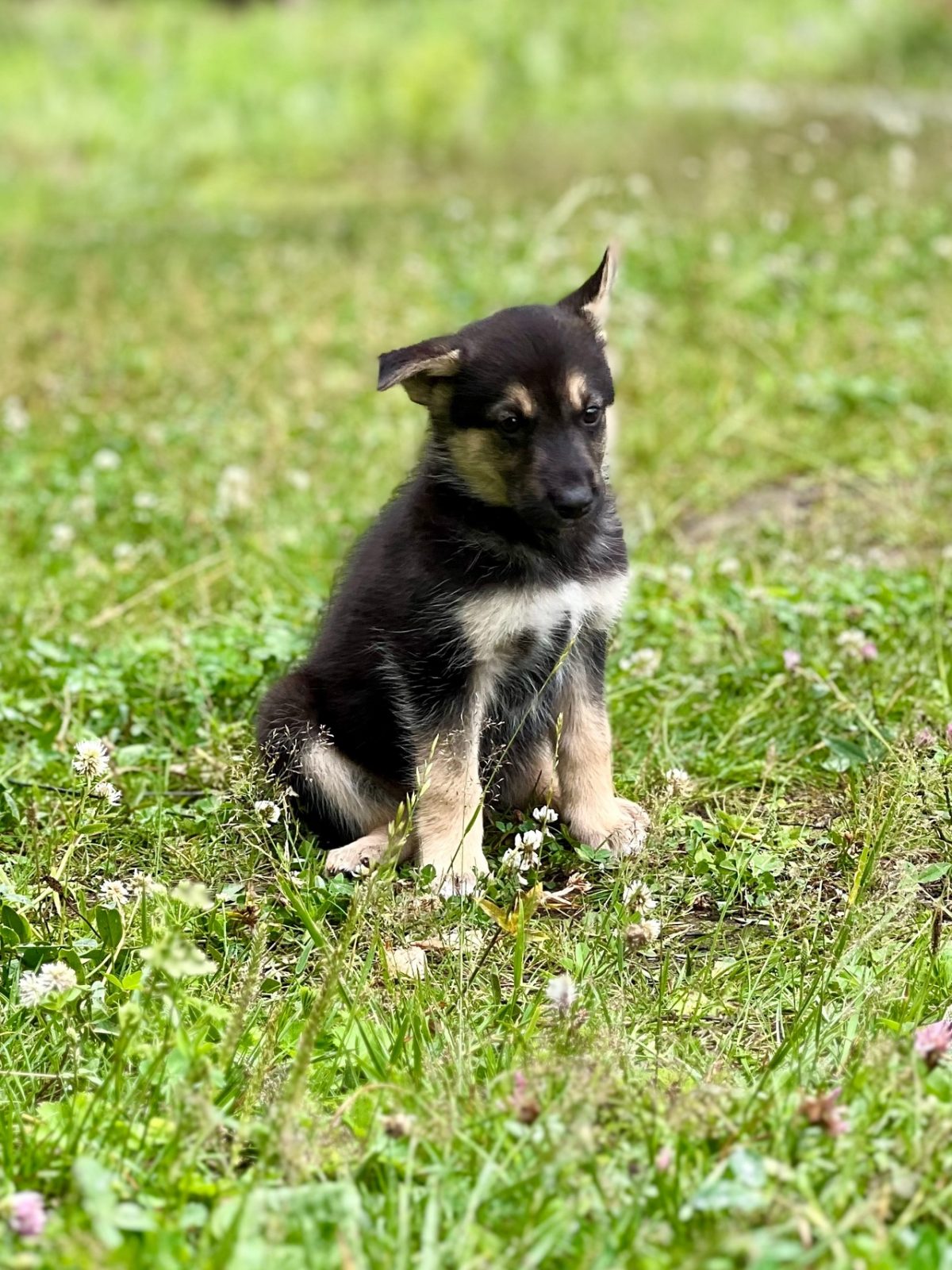 Щенок Джо - 1