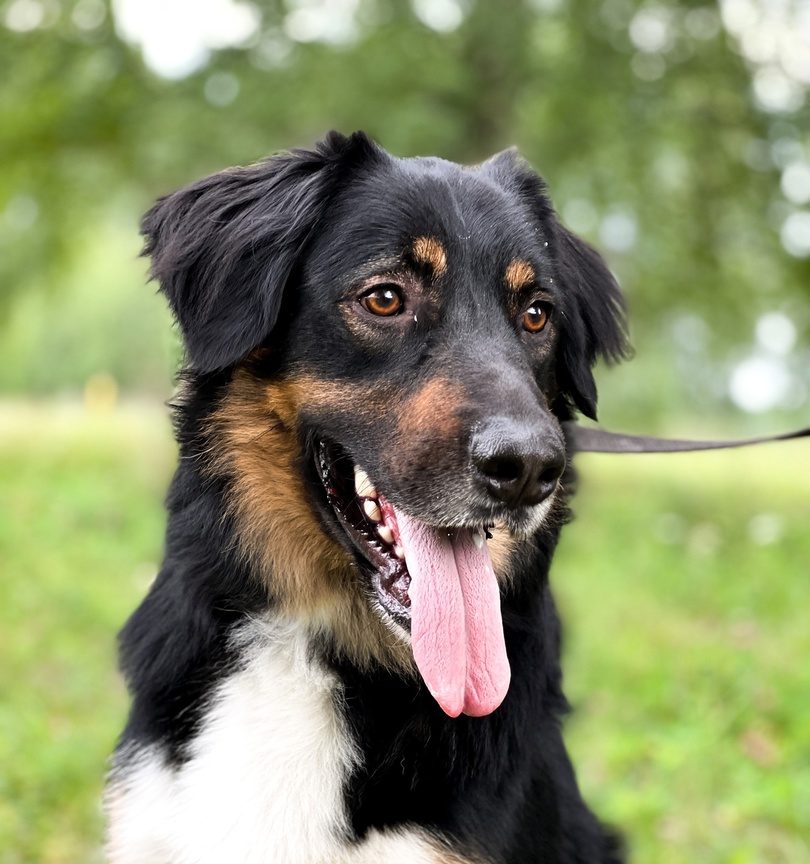 Рафаэлка - 2