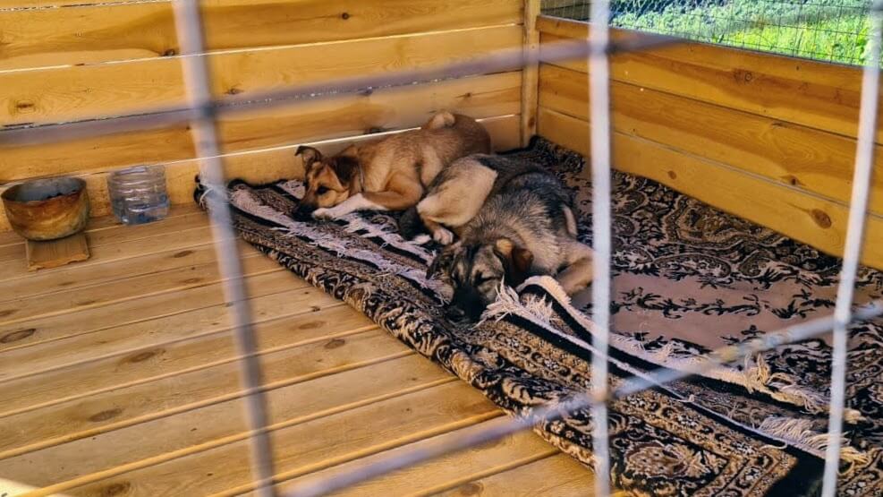 Шиммер и Шайн - 3