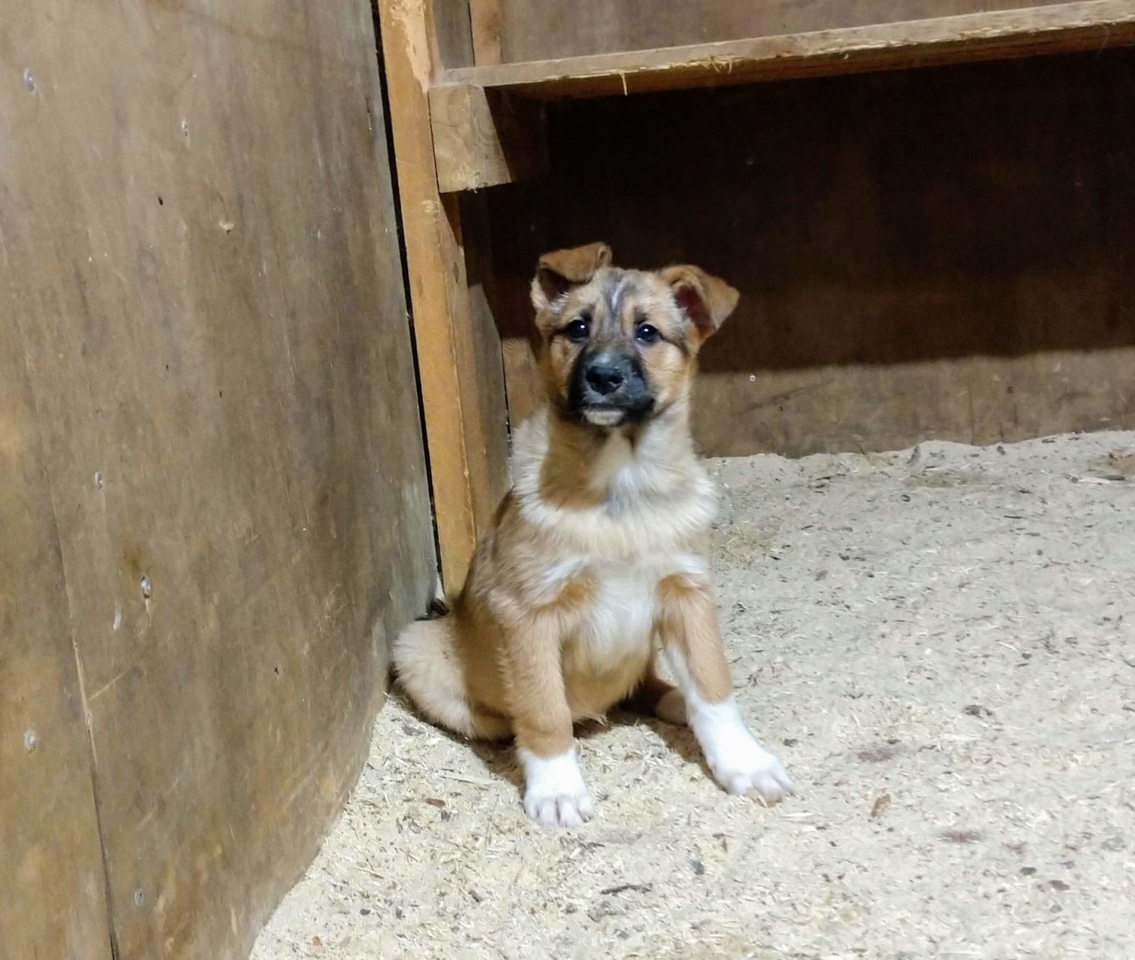 Шиммер и Шайн - 4