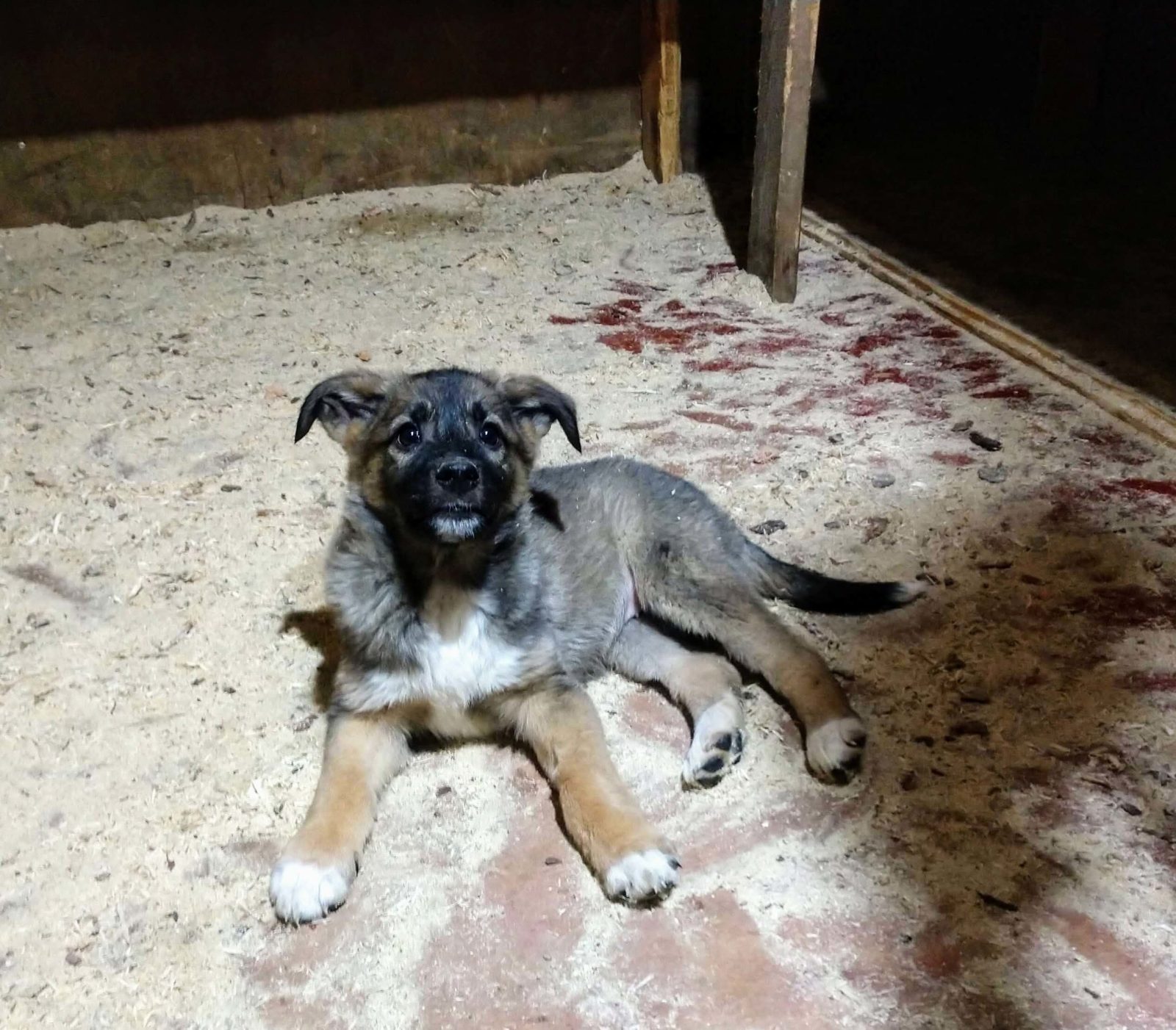 Шиммер и Шайн - 1