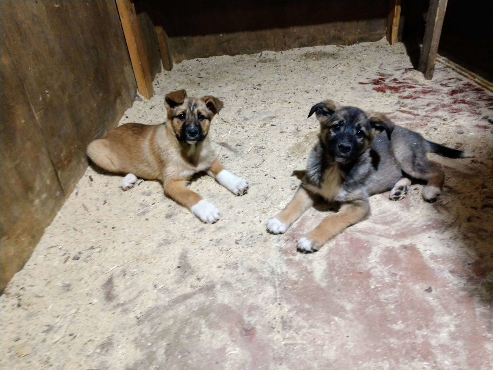 Шиммер и Шайн - 2