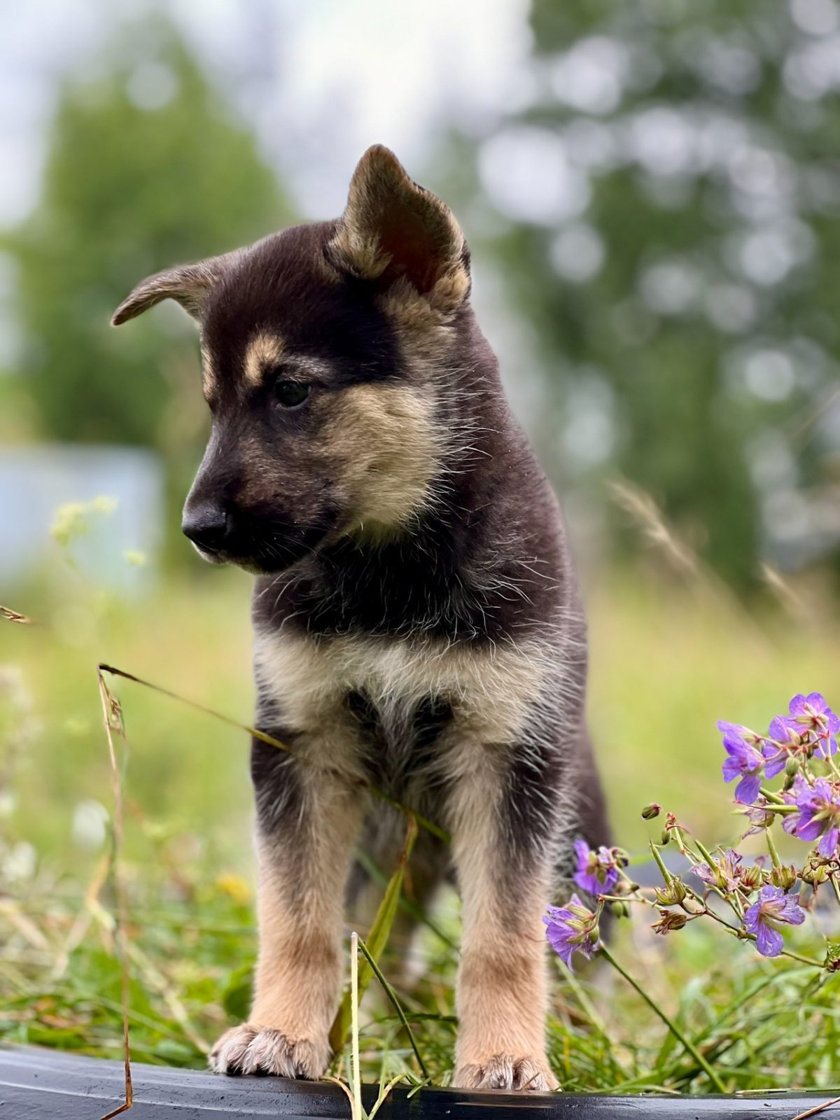 Щенок Джо - 2