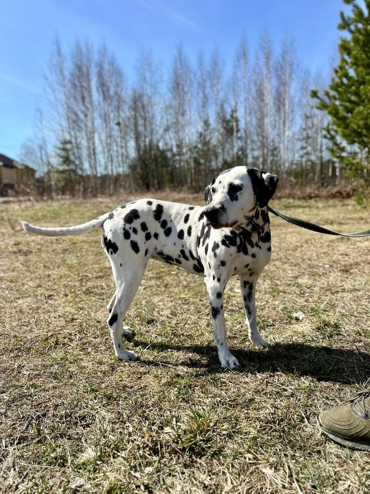 Далматин Сара - 2