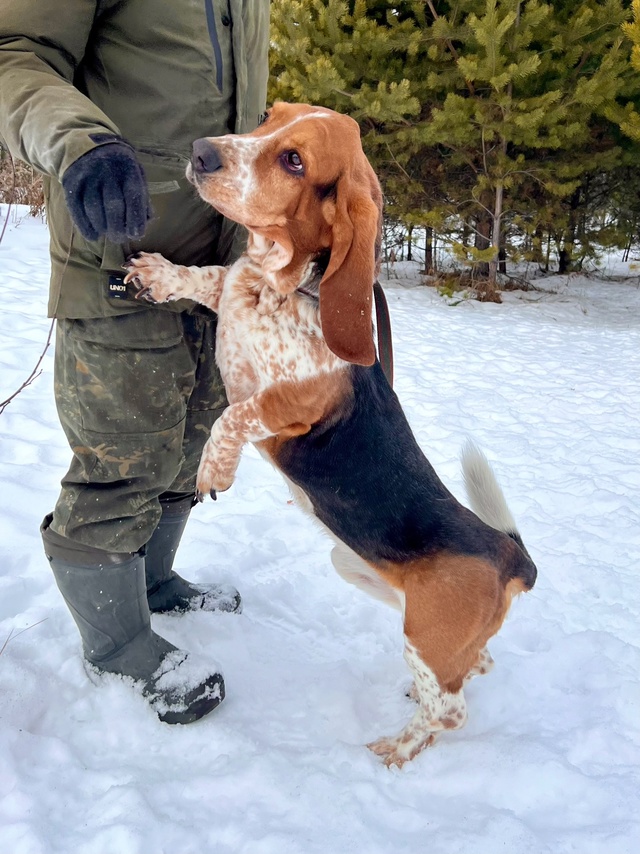 Веня БАССЕТ-ХАУНД - 1