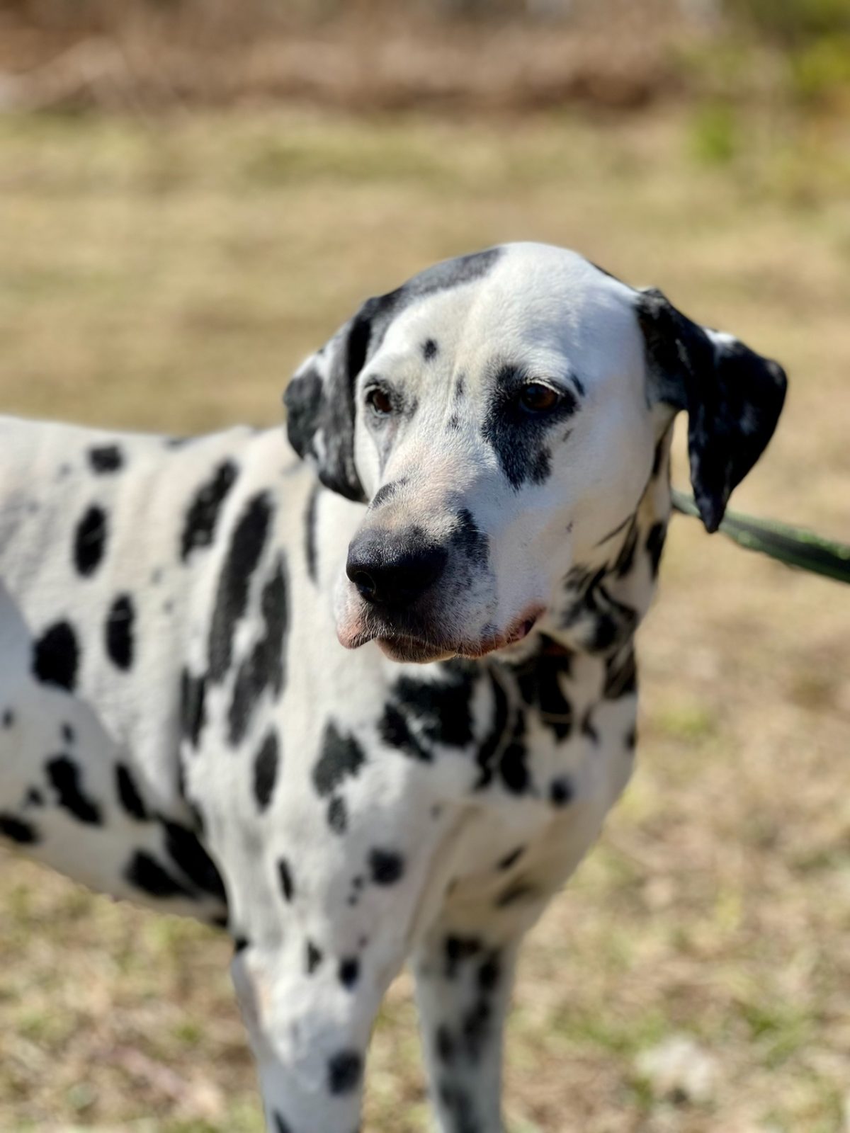 Далматин Сара - 3