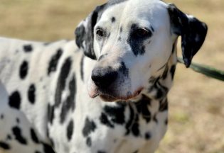 Собака ищет дом - Далматин Сара, 13  лет