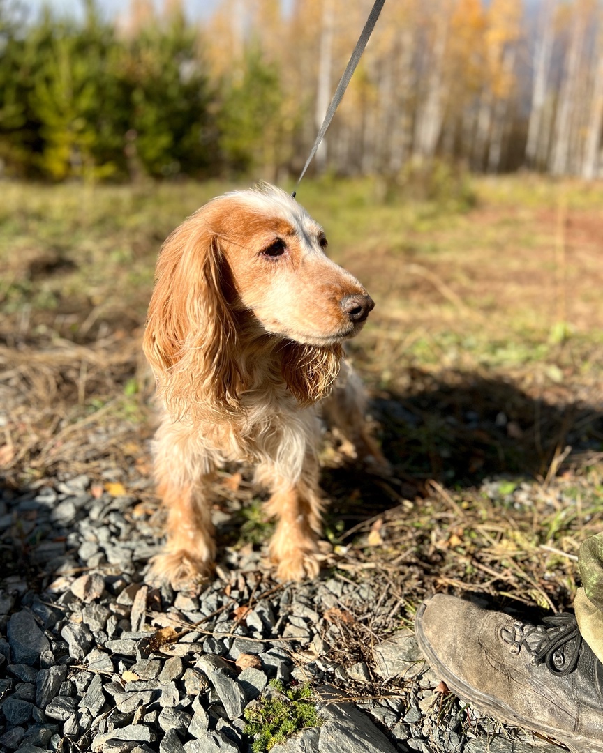 Гранда Спаниель - 3