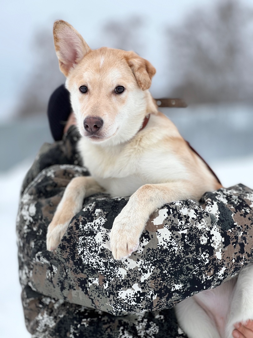 Щенок Луна - 1