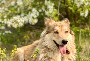 Собака ищет дом - Рыж, 4  года, 2  месяца