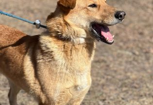 Собака ищет дом - Симона, 5  лет, 7  месяцев