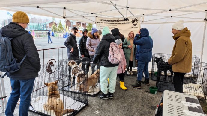 День Зверей в загородном клубе Белая лошадь