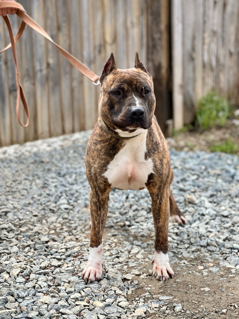 Стаффорд Арчи - 4