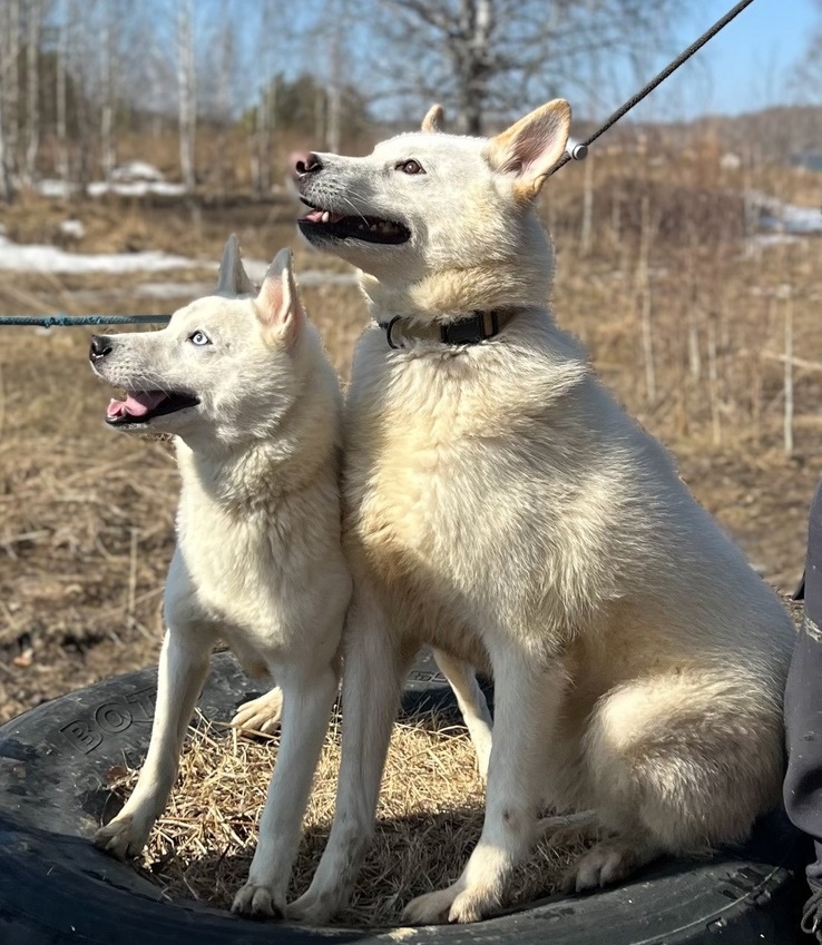 Лайки Марк и Геральт - 2