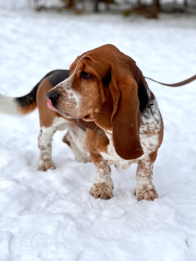 Веня БАССЕТ-ХАУНД - 2