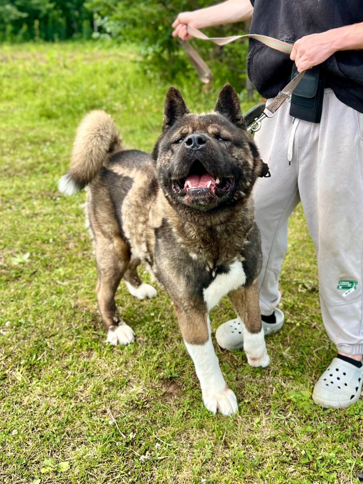 Акита Ричи - 1