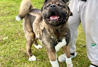 Собака ищет дом - Акита Ричи, 8  лет, 4  месяца