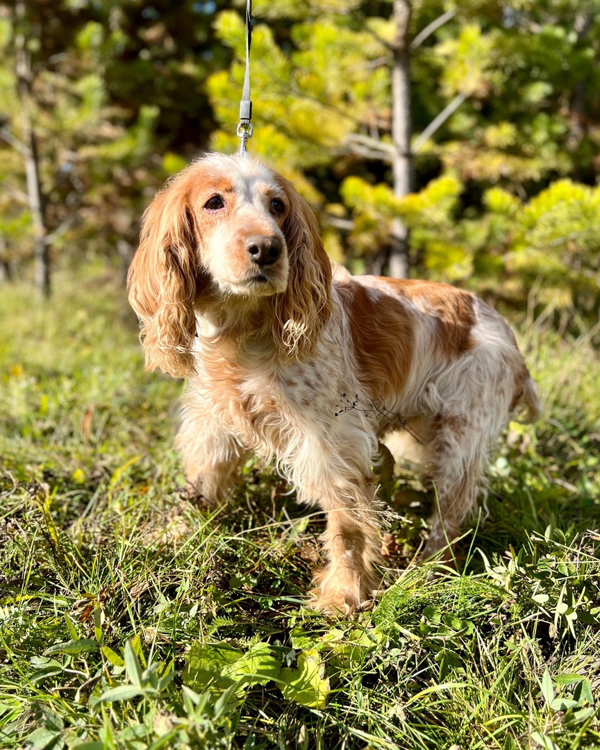 Гранда Спаниель - 4