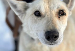 Собака ищет дом - Рэмбо, 8  лет, 4  месяца