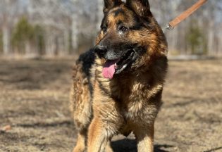 Собака ищет дом - Немецкая овчарка Федя, 10  лет, 6  месяцев