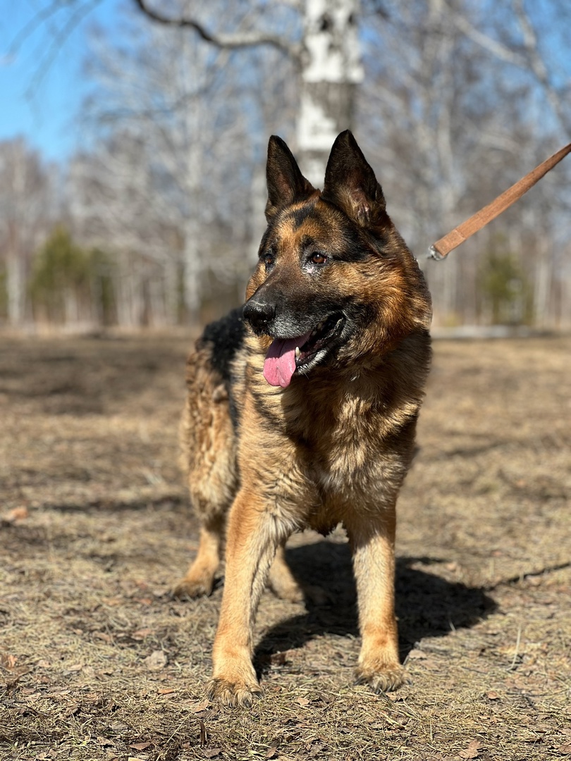 Немецкая овчарка Федя - 1
