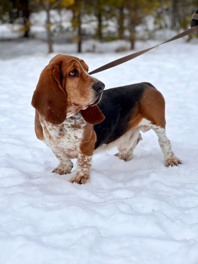 Веня БАССЕТ-ХАУНД - 3