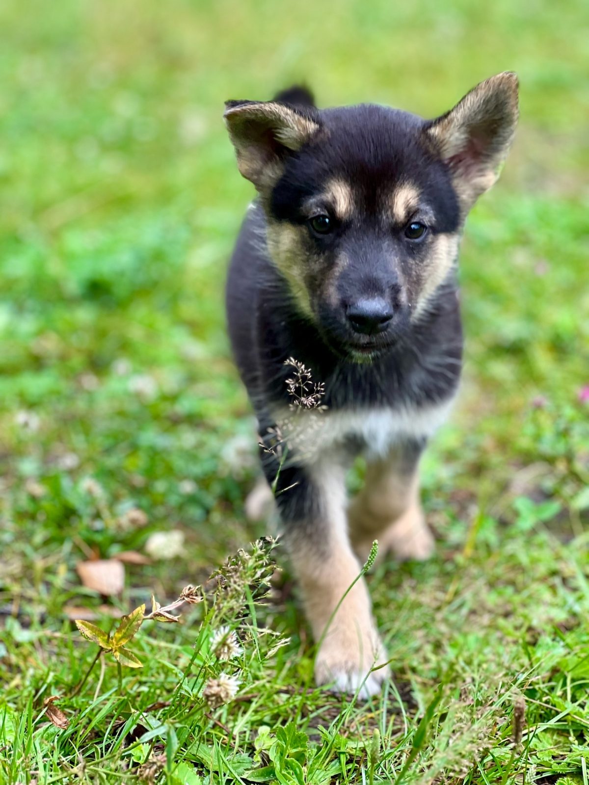 Щенок Джо - 3