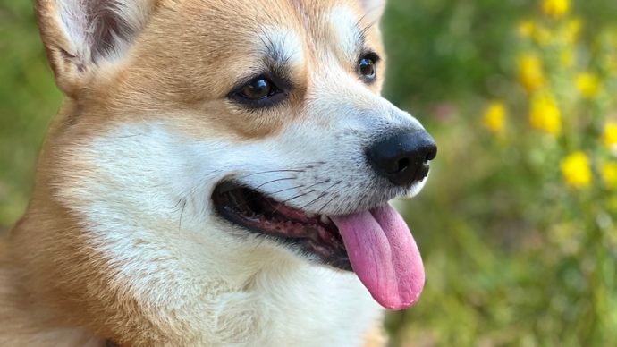 Как уберечь собаку в жару