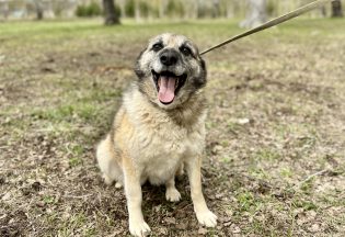 Собака ищет дом - Варя, 7  лет, 7  месяцев