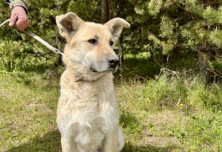 Собака ищет дом - Спайк, 4  года, 10  месяцев