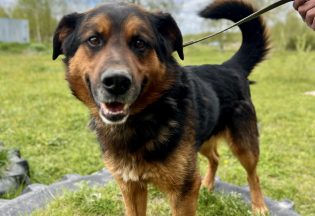 Собака ищет дом - Тэдди, 6  лет, 10  месяцев