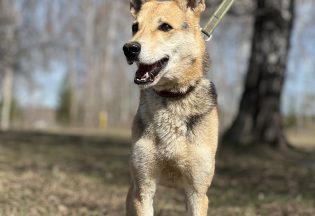 Собака ищет дом - Вольт, 11  лет, 1  месяц