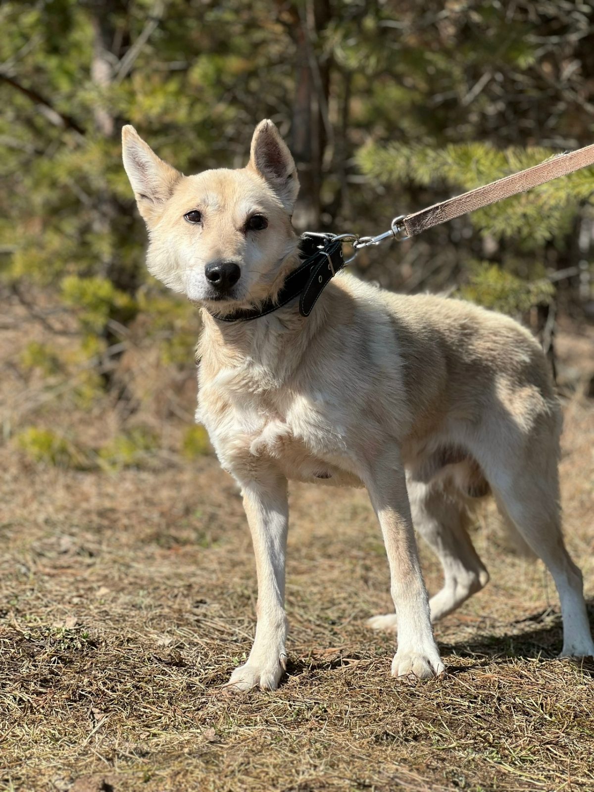 Рэмбо - 6