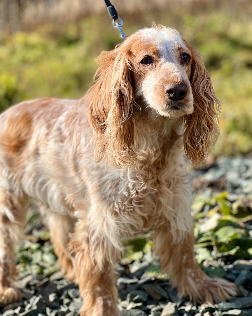 Гранда Спаниель - 5