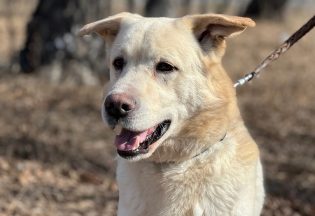 Собака ищет дом - Старки, 7  лет, 9  месяцев