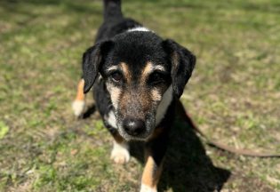 Собака ищет дом - Джой, 10  лет, 2  месяца