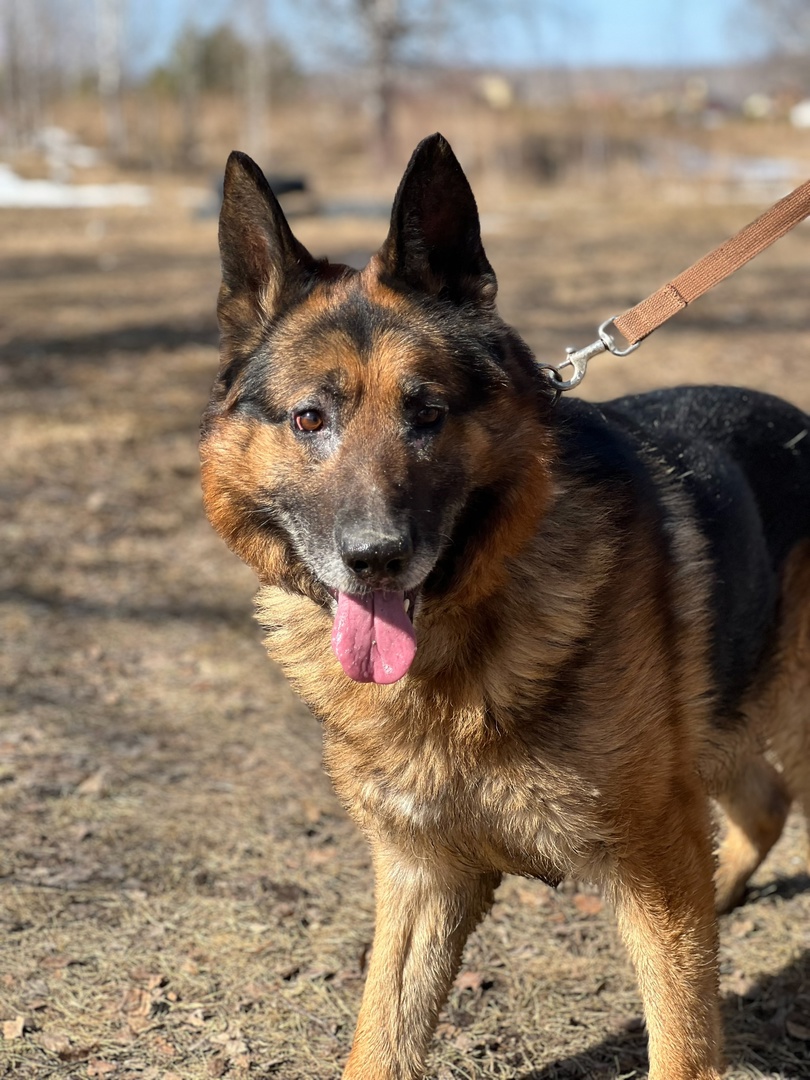 Немецкая овчарка Федя - 2