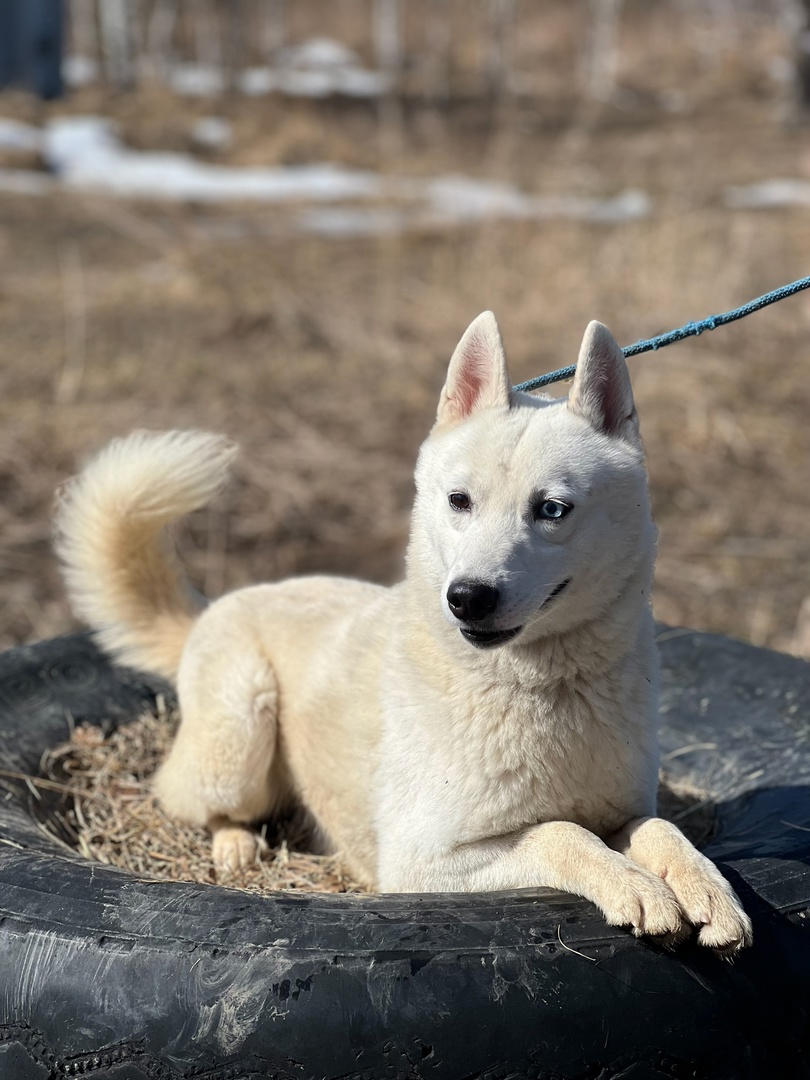 Лайки Марк и Геральт - 3