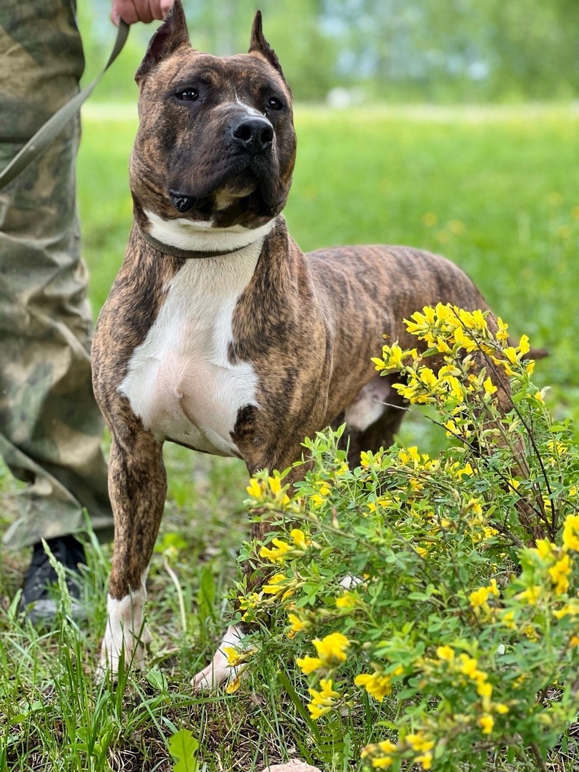 Стаффорд Арчи - 5