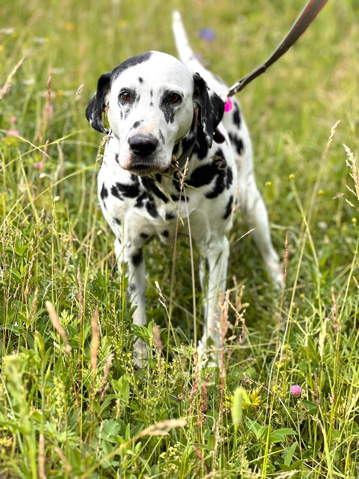 Далматин Сара - 4