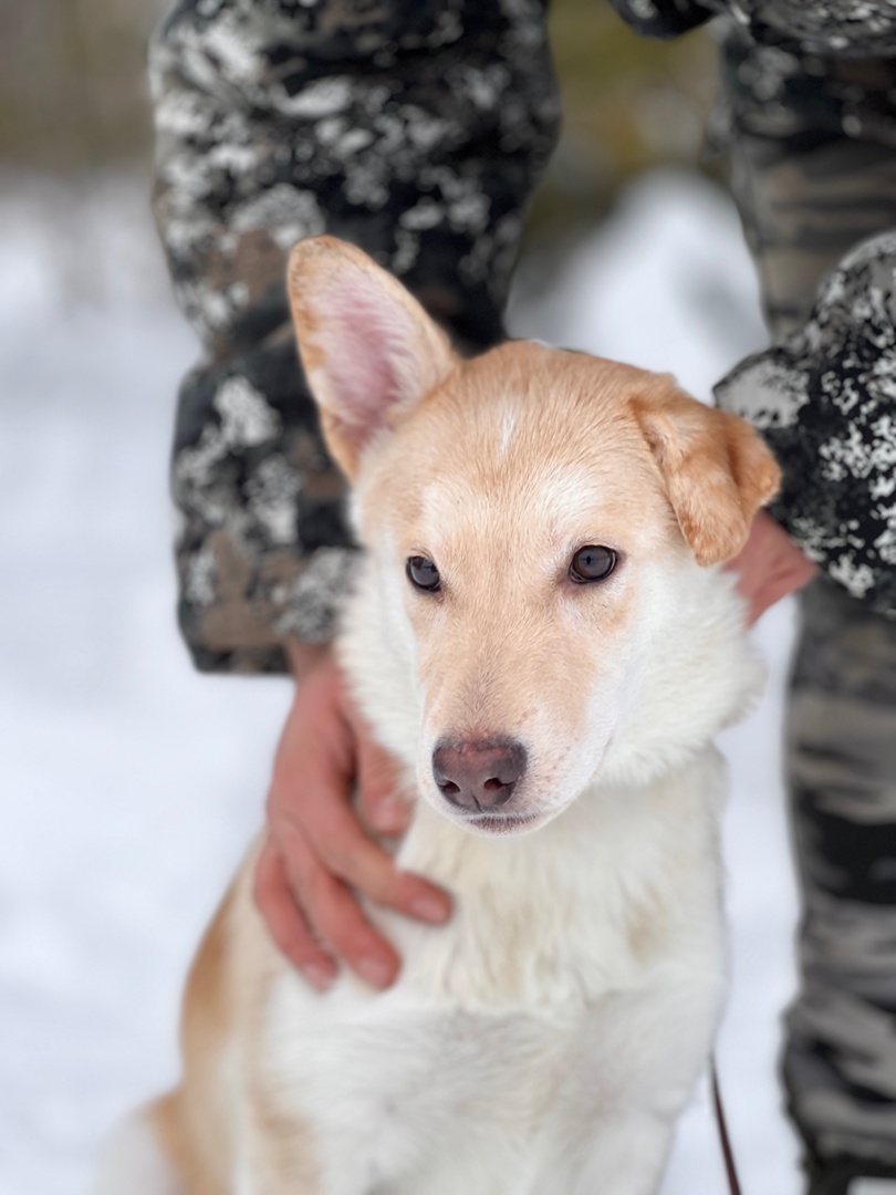 Щенок Луна - 2