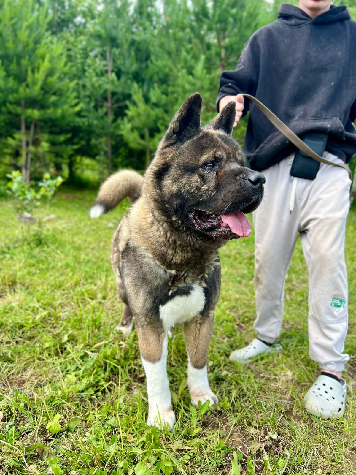 Акита Ричи - 3