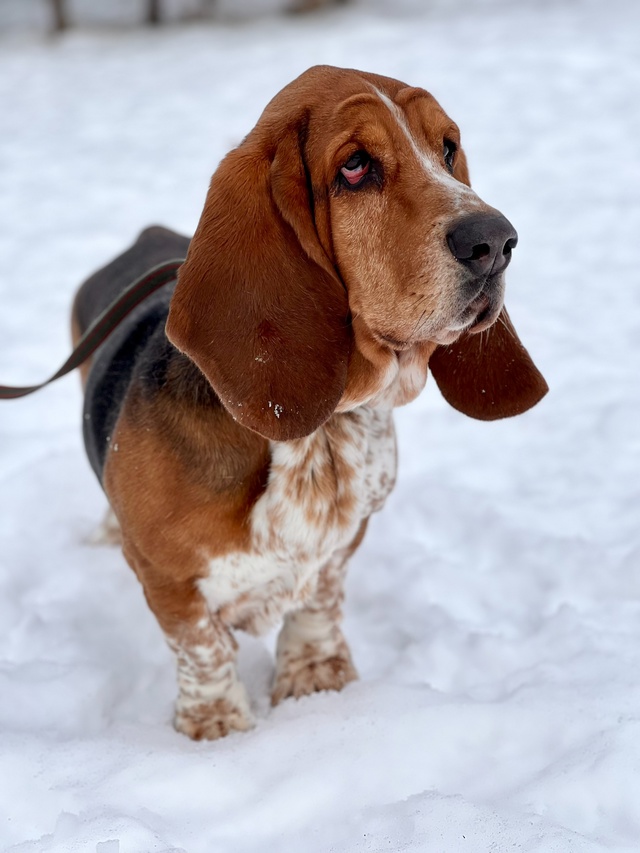 Веня БАССЕТ-ХАУНД - 4